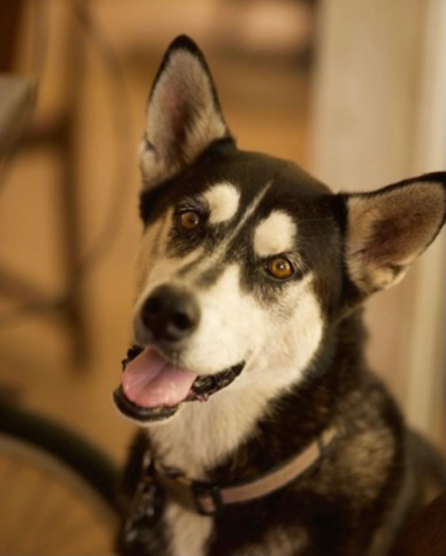 Enlarge Caliber, a Adopted Siberian Husky in Johnson City, TX image 2/4