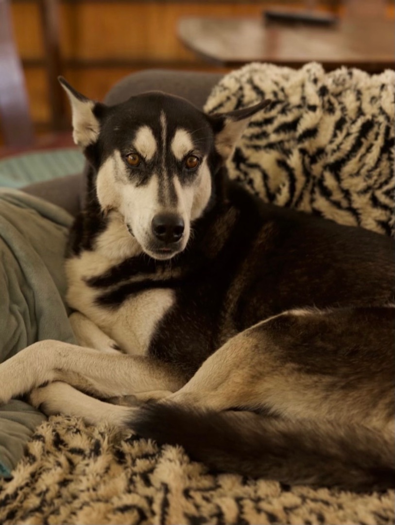 Enlarge Caliber, a Adopted Siberian Husky in Johnson City, TX image 3/4