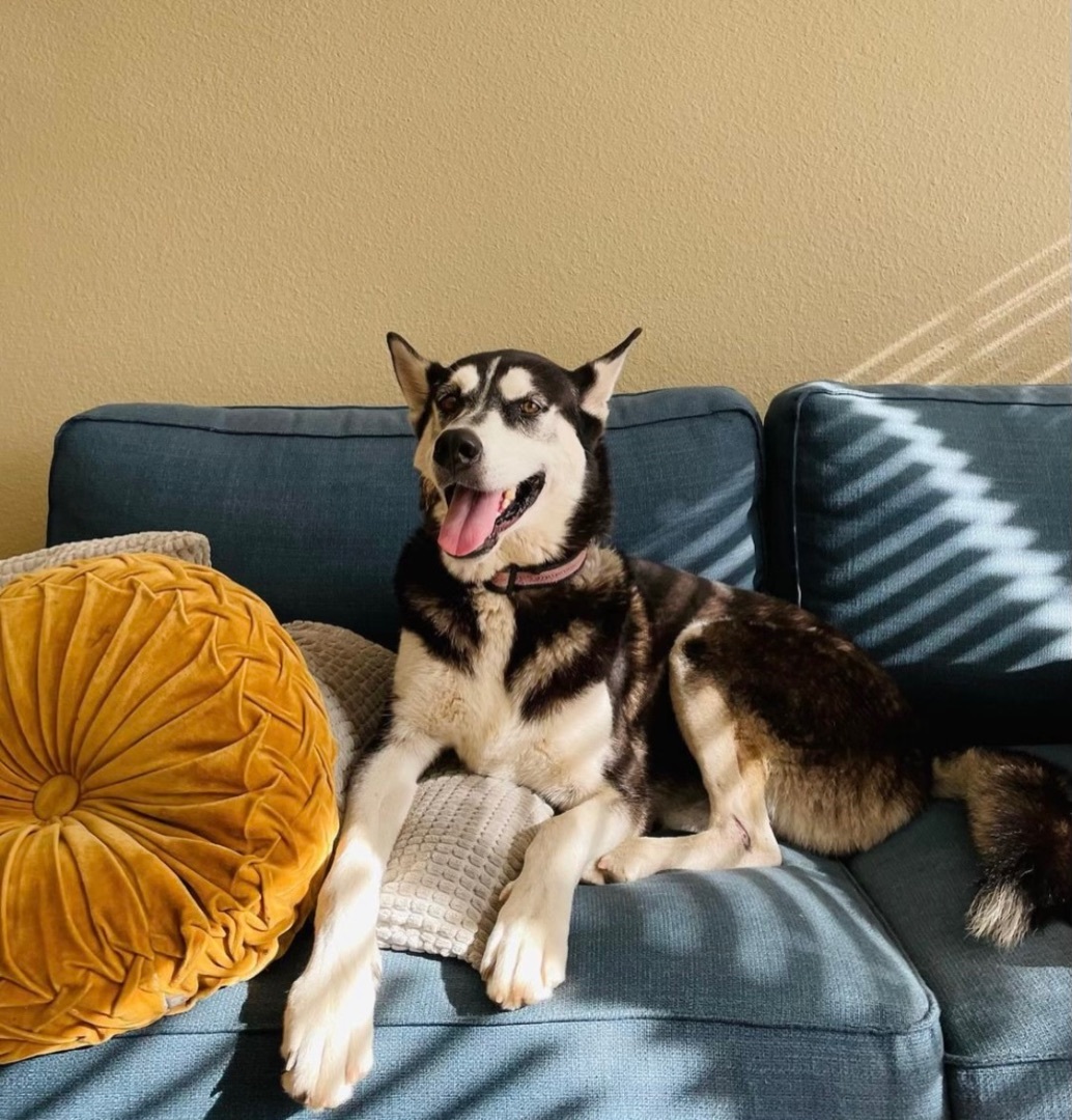 Enlarge Caliber, a Adopted Siberian Husky in Johnson City, TX image 4/4