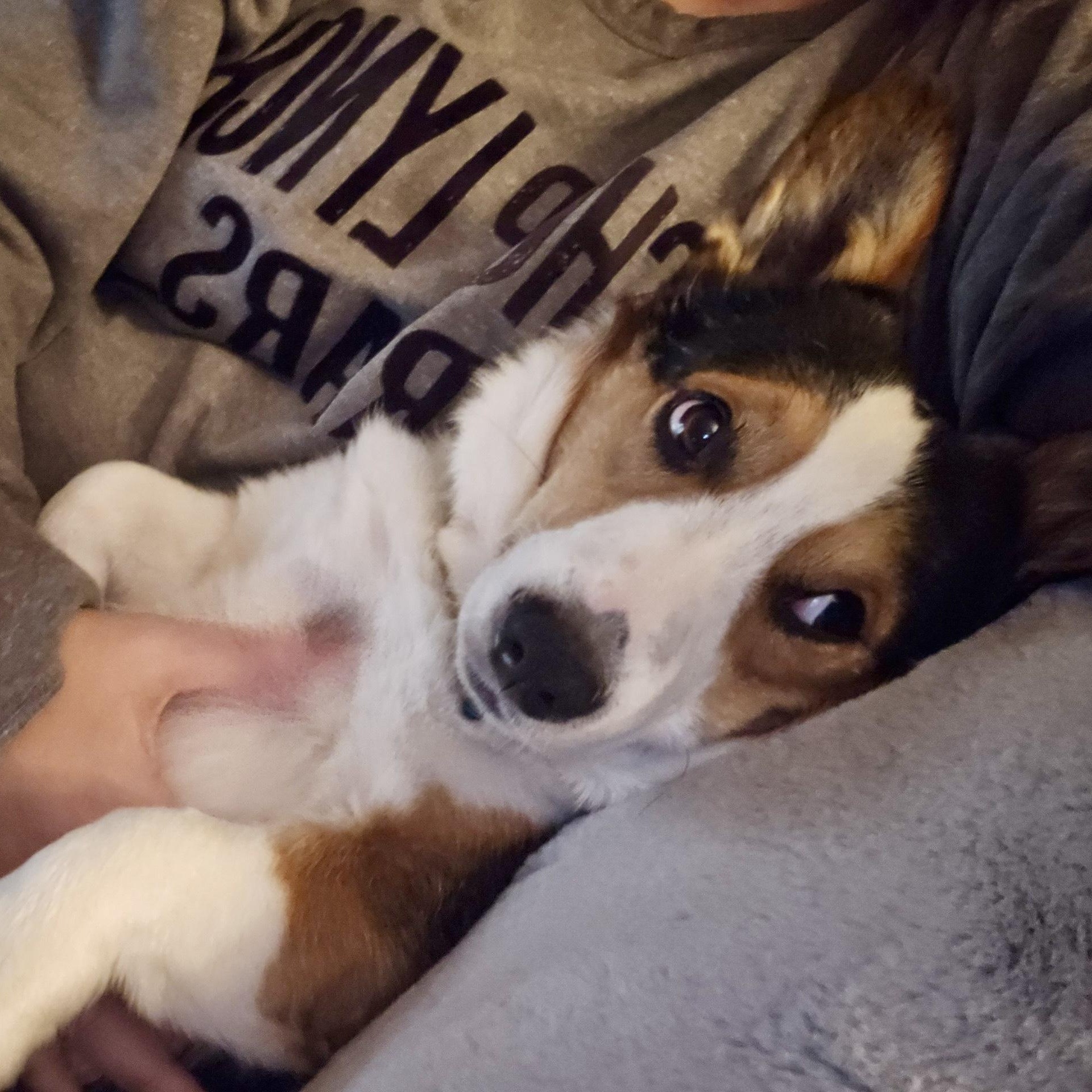 Enlarge PEDRO, an adopted Corgi in Dallas, TX image 1/2