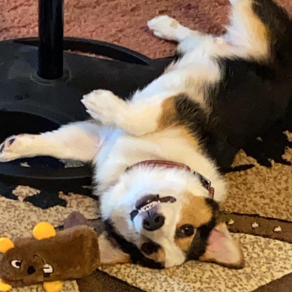 Enlarge PEDRO, an adopted Corgi in Dallas, TX image 2/2