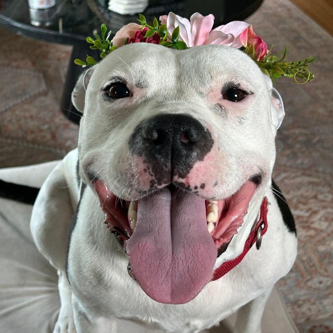 Cookie, Young Female Pit Bull Terrier