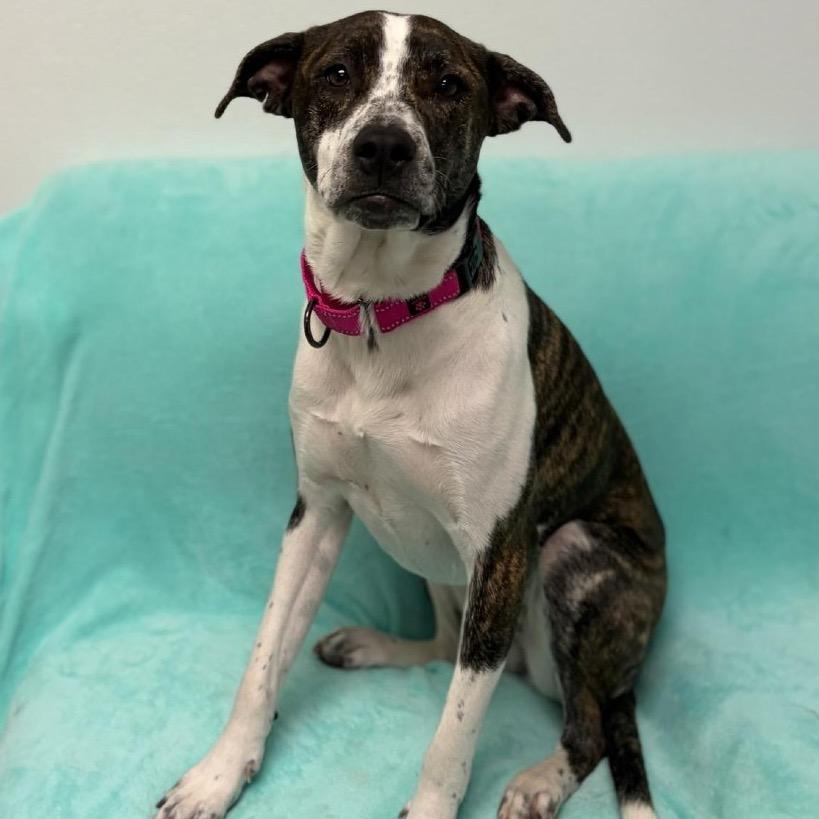 Sentra — thumbnail 6