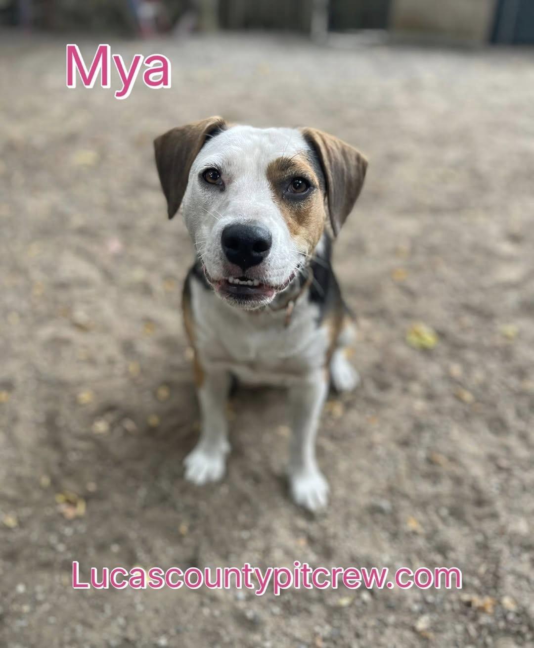 Mya