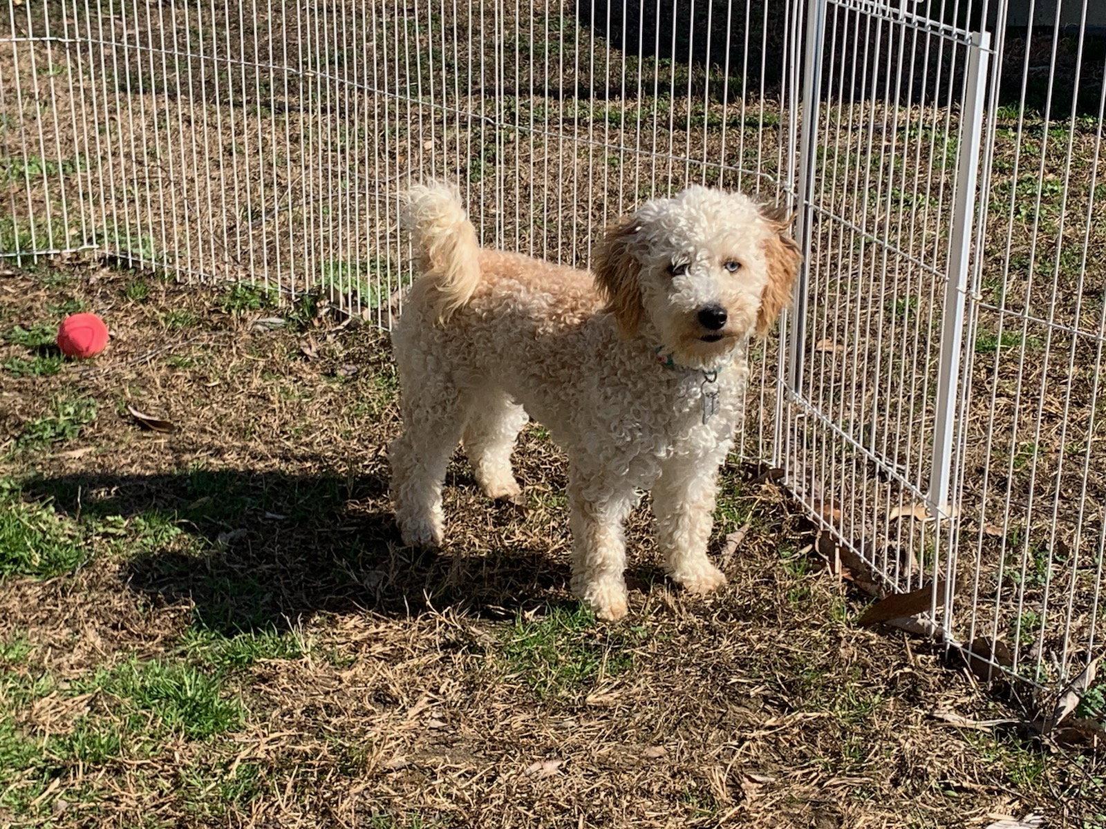 Marin, Adopted, Adult Female Cavalier King Charles Spaniel & Poodle.