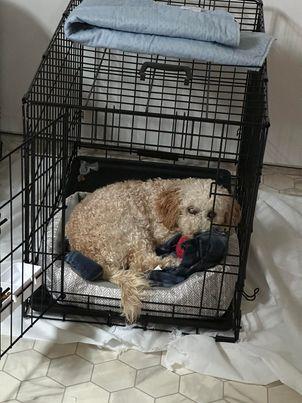 Enlarge Marin, a Adopted mixed breed in Holly Springs, NC image 2/2
