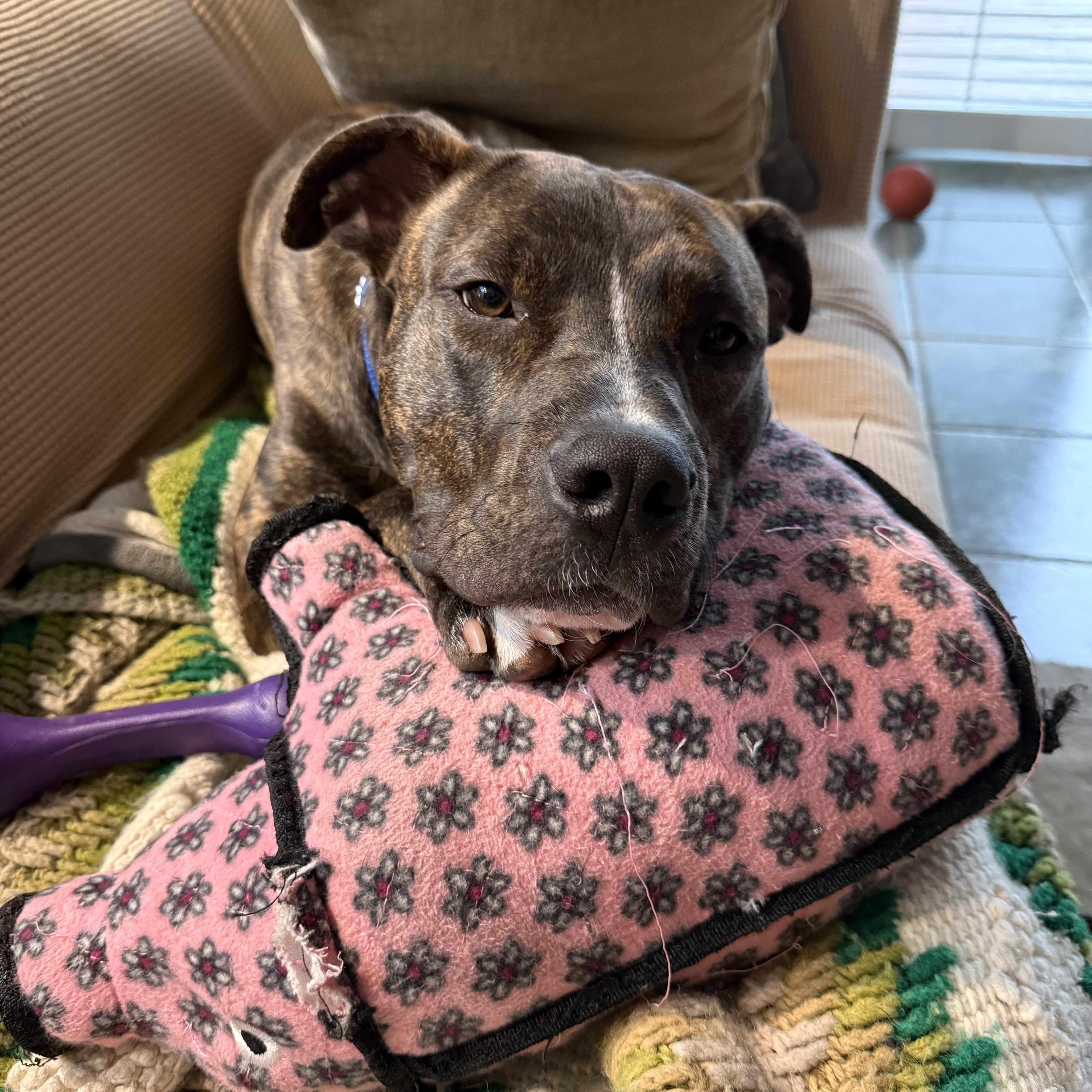 Enlarge Cappy, a ADOPTABLE mixed breed in Florence, OR image 3/6