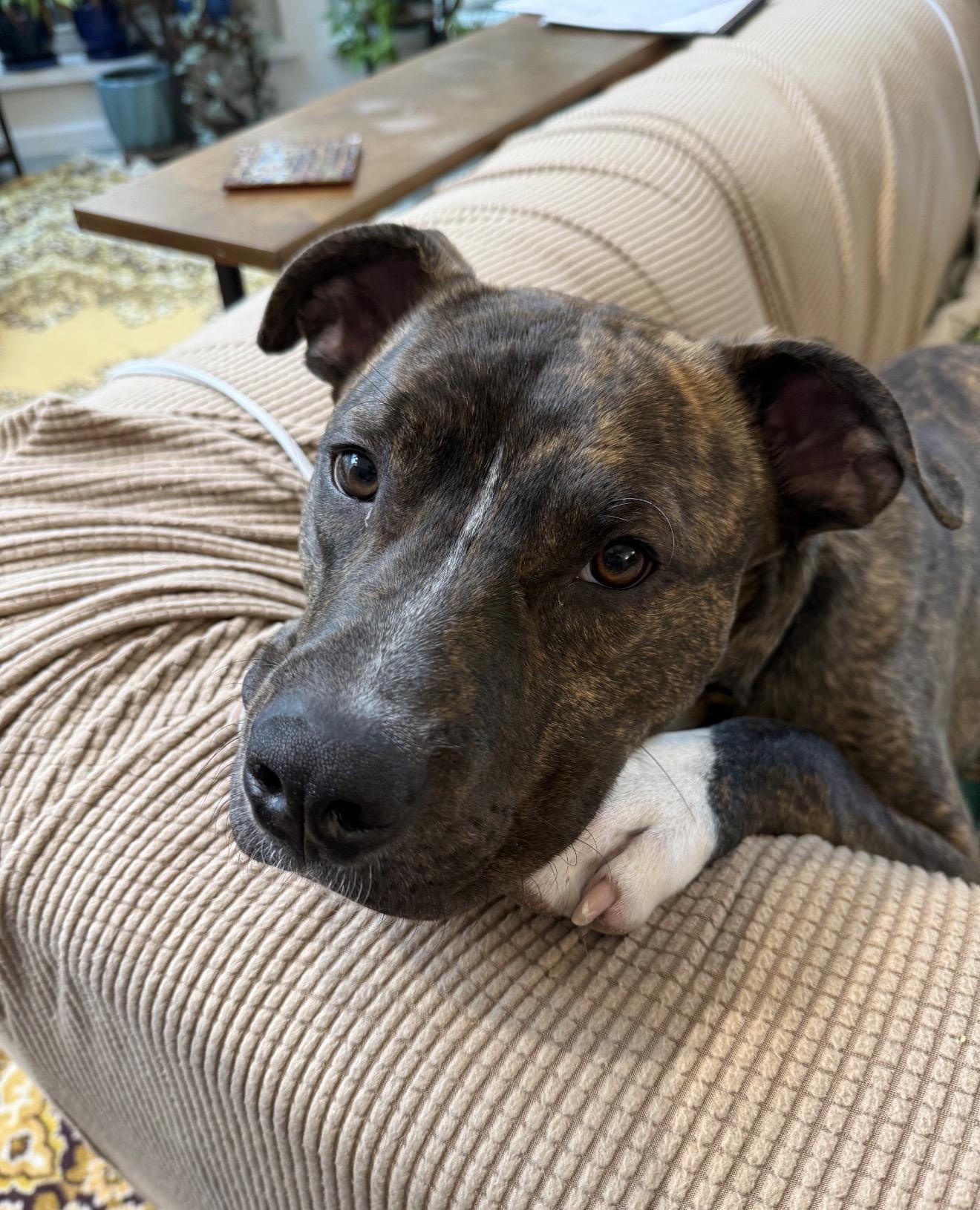 Enlarge Cappy, a ADOPTABLE mixed breed in Florence, OR image 1/6