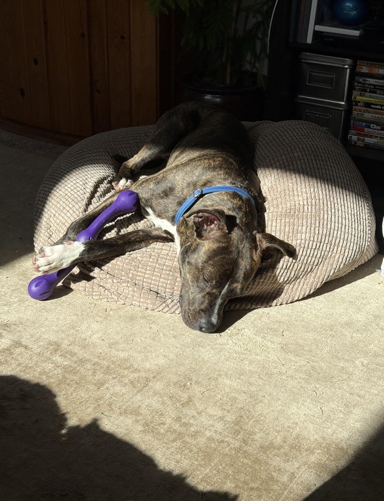 Enlarge Cappy, a ADOPTABLE mixed breed in Florence, OR image 2/6
