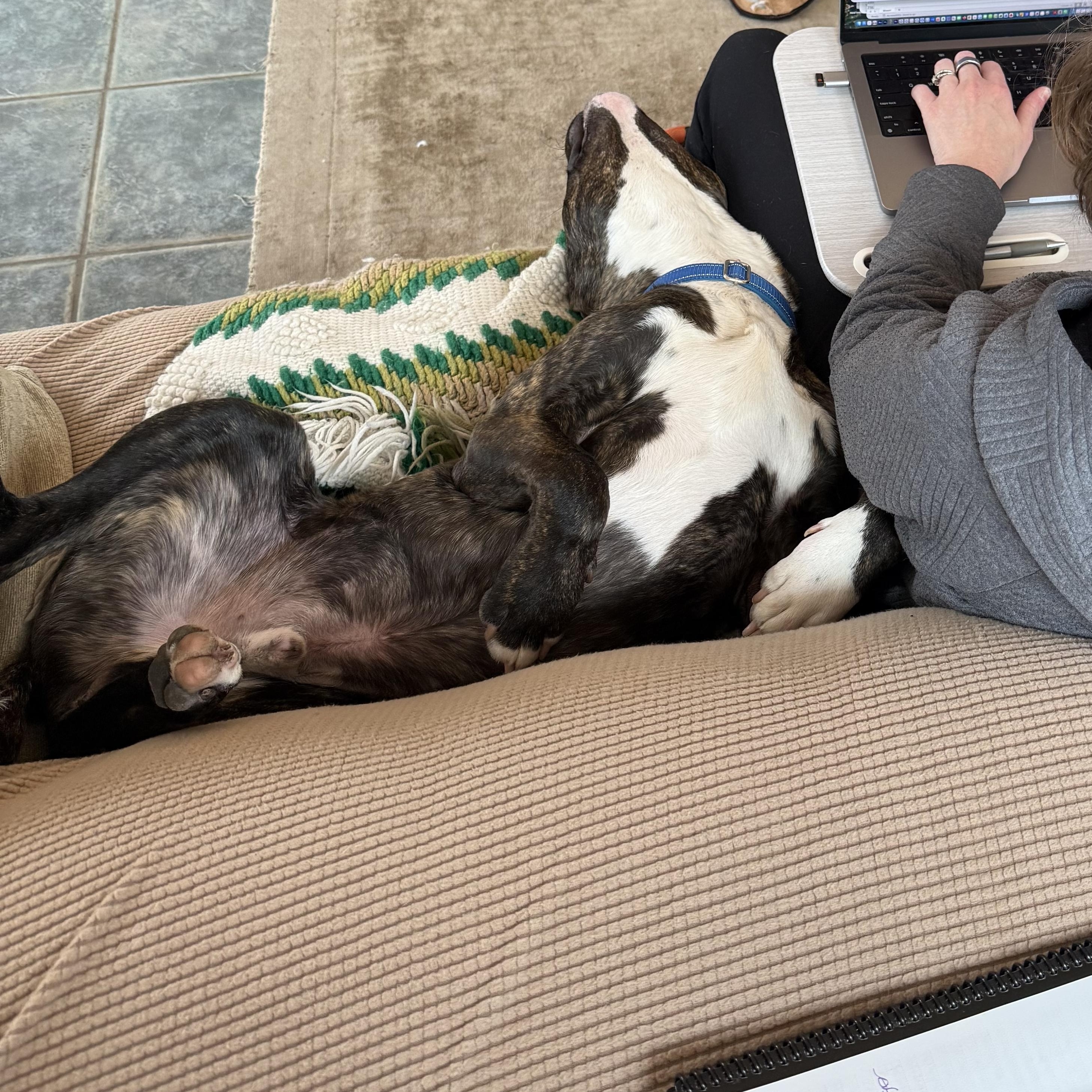 Enlarge Cappy, a ADOPTABLE mixed breed in Florence, OR image 5/6