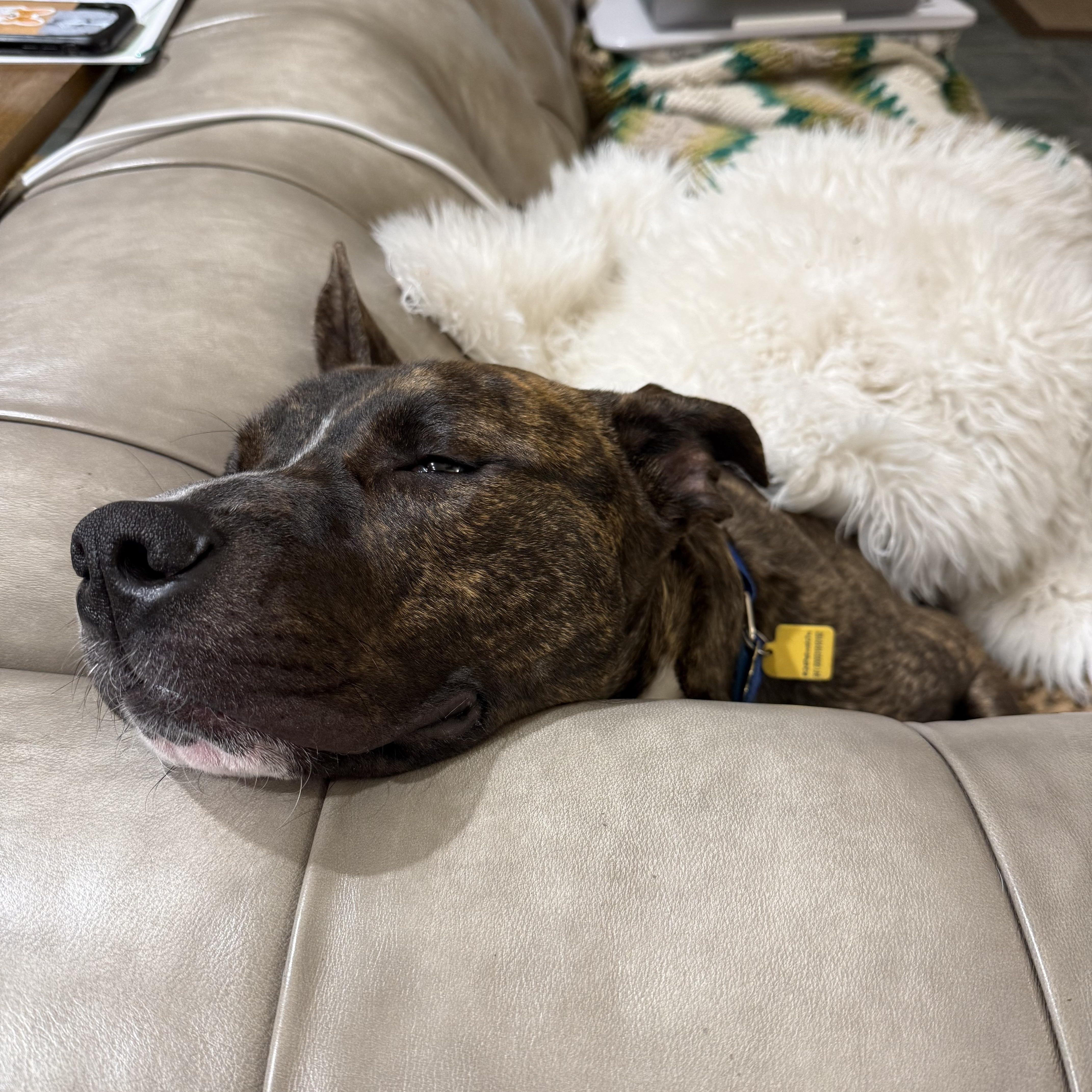Enlarge Cappy, a ADOPTABLE mixed breed in Florence, OR image 6/6