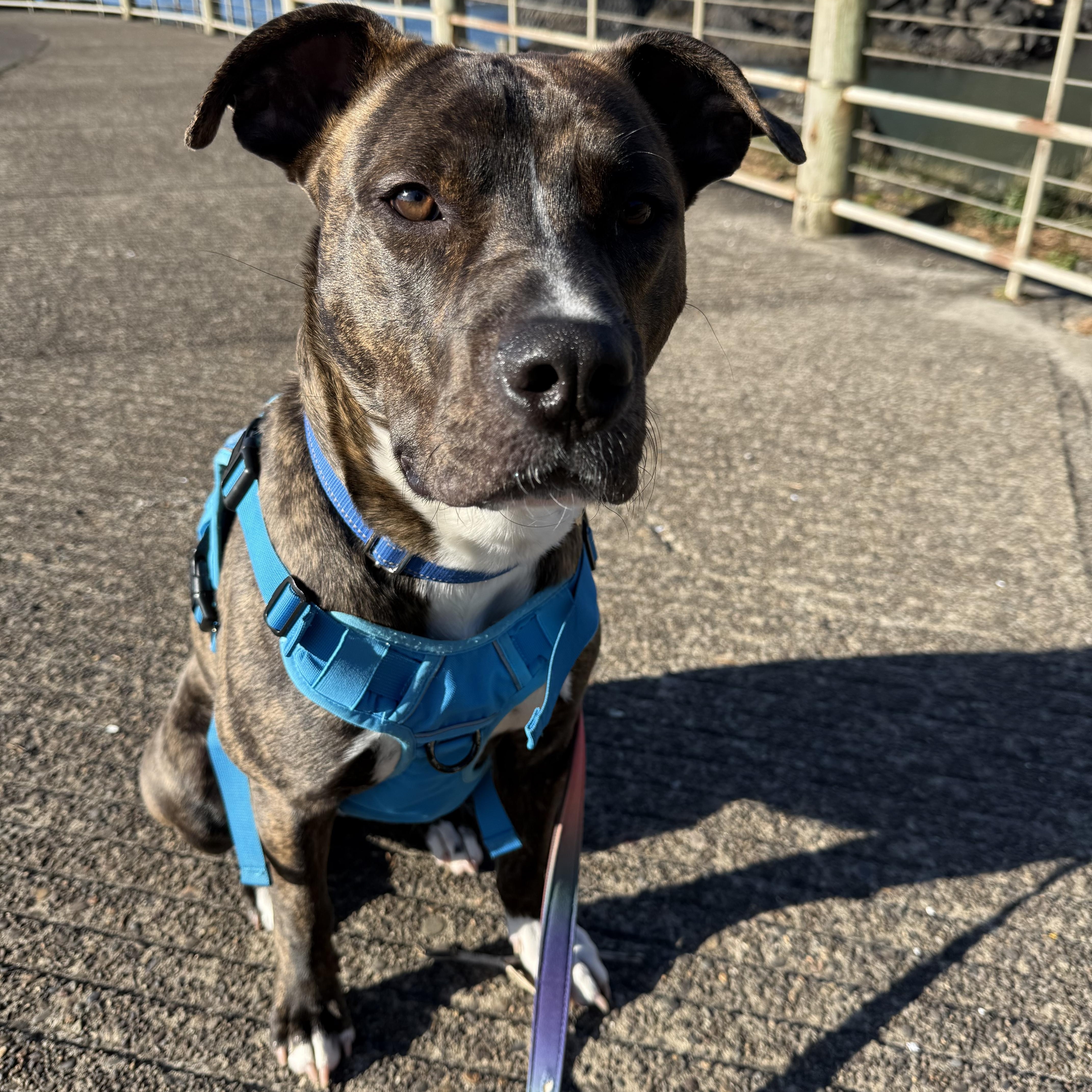 Enlarge Cappy, a ADOPTABLE mixed breed in Florence, OR image 4/6