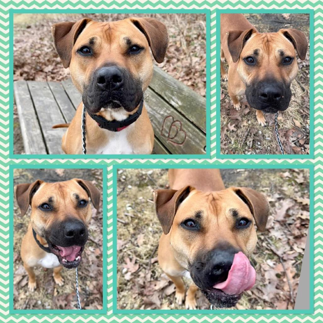 Gully, Adoptable, Adult Male Black Mouth Cur.