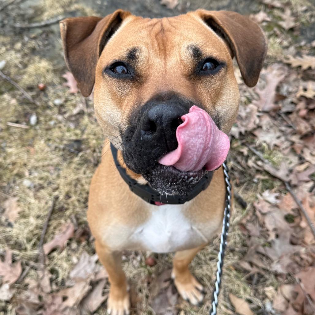Gully, a Adoptable mixed breed in Columbia Station, OH image 2/6