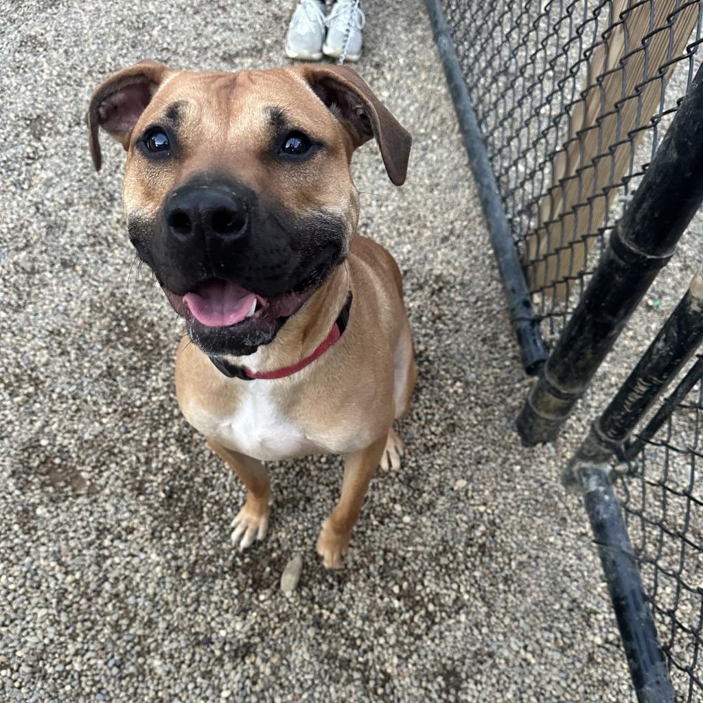 Gully, a Adoptable mixed breed in Columbia Station, OH image 3/6