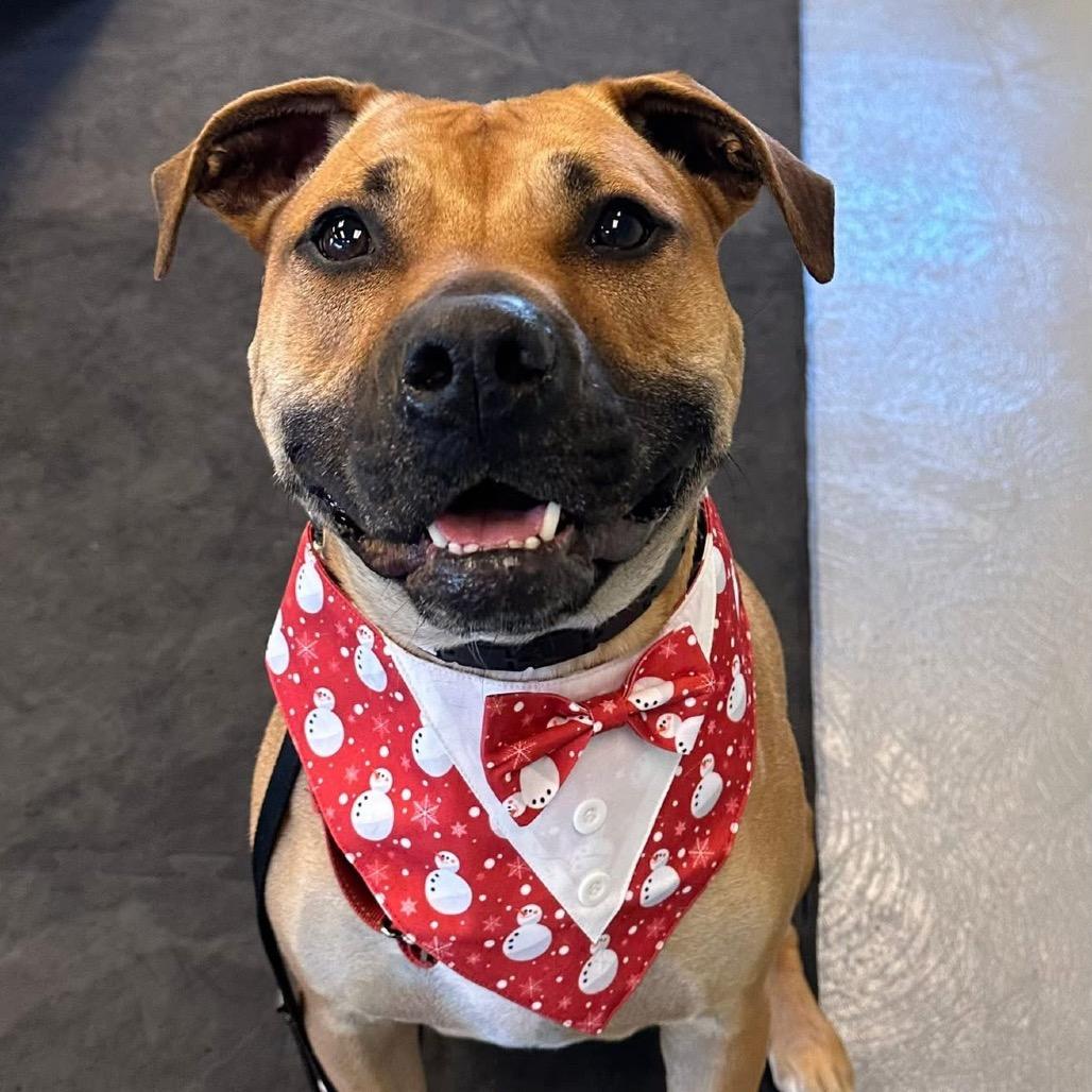 Gully, a Adoptable mixed breed in Columbia Station, OH image 5/6