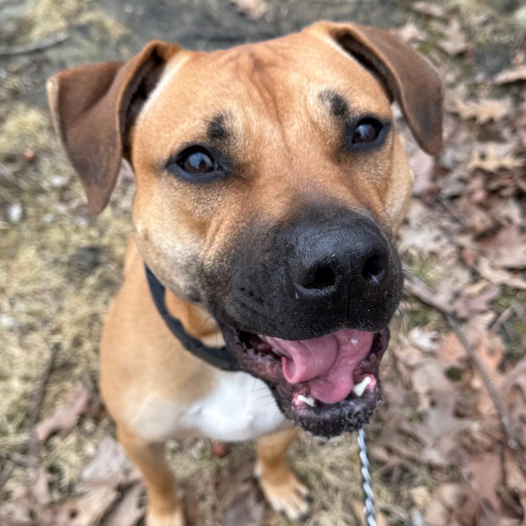 Gully, a Adoptable mixed breed in Columbia Station, OH image 6/6