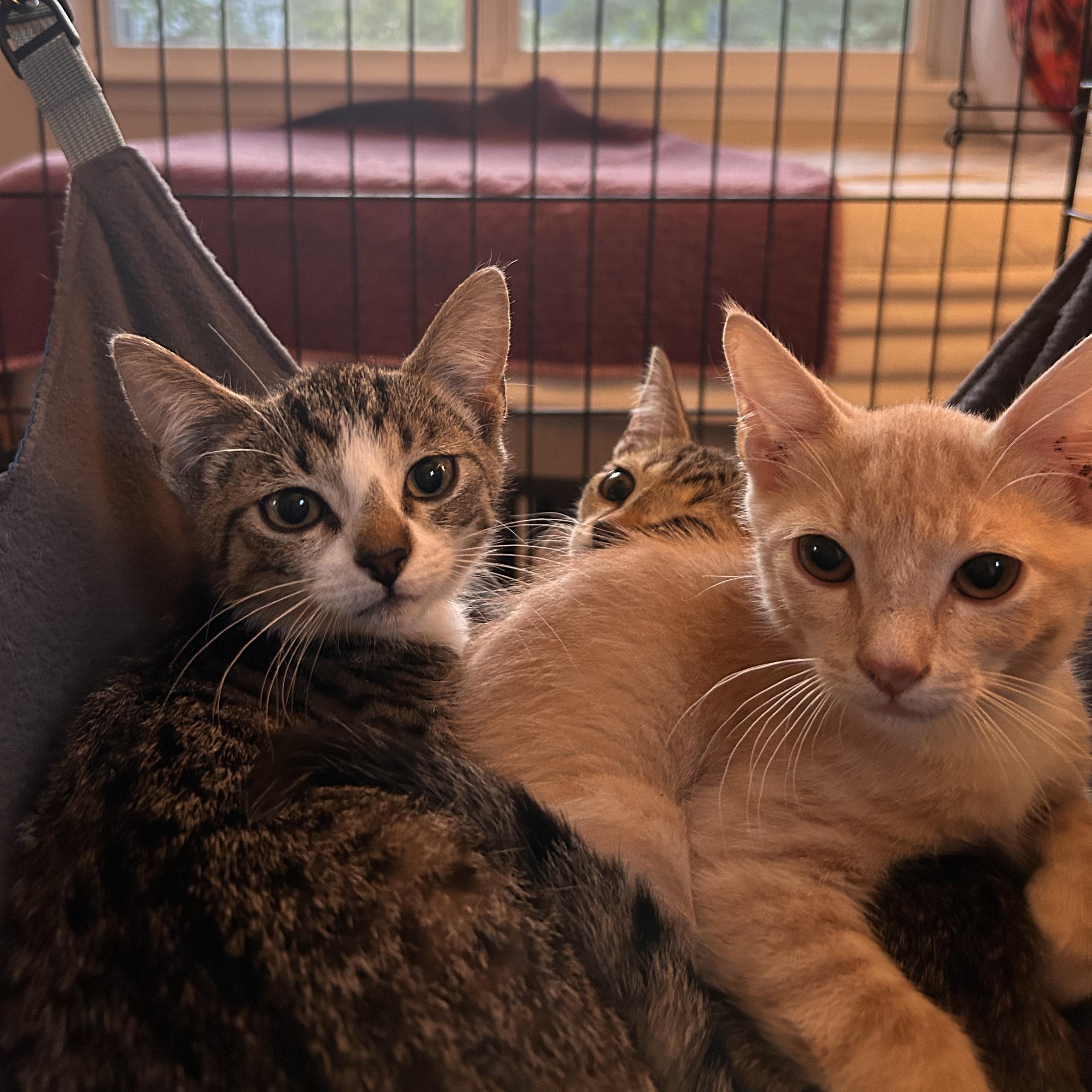 Leo, a ADOPTABLE Tabby in Wilmington, NC image 3/6