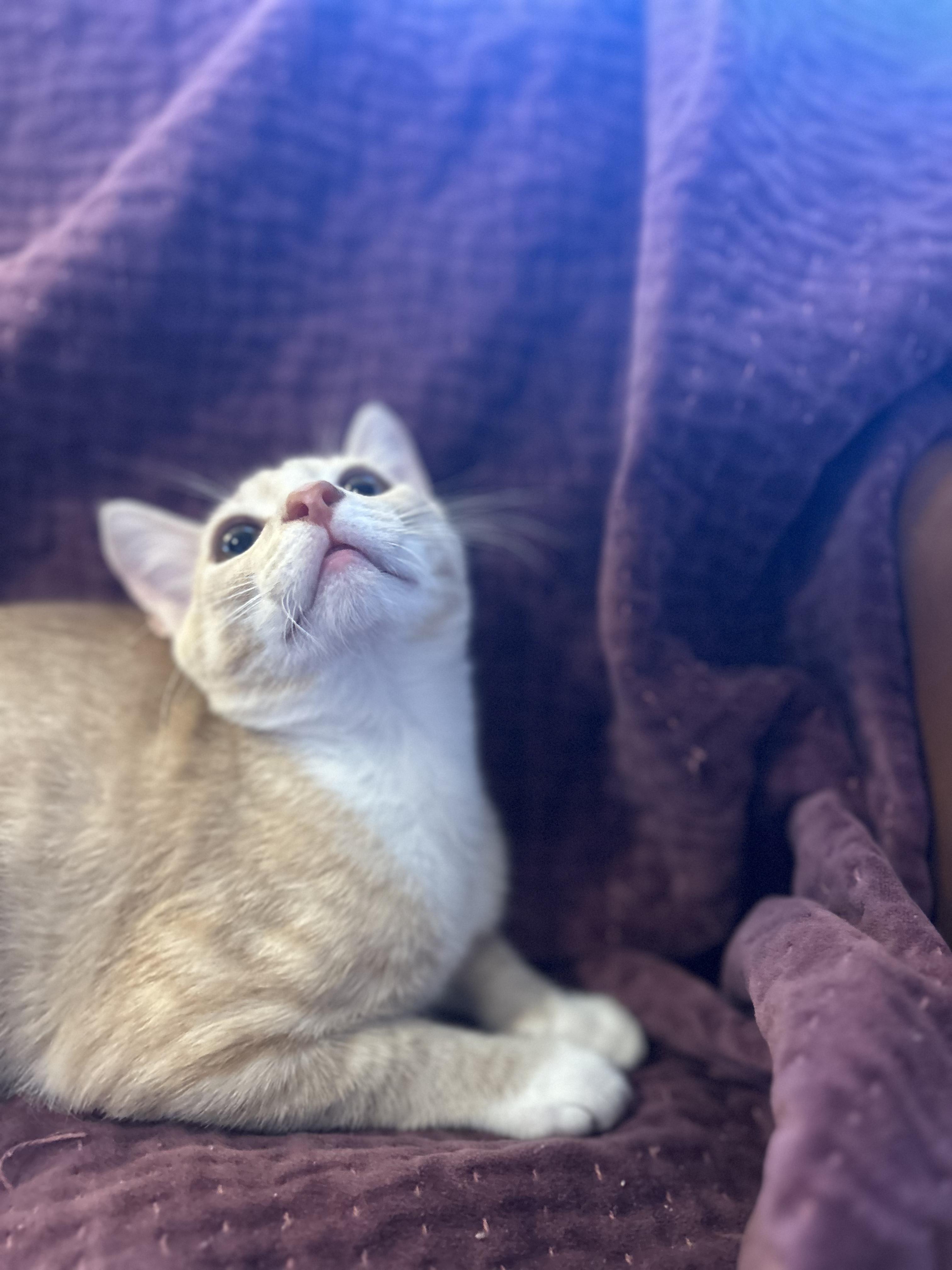 Leo, a ADOPTABLE Tabby in Wilmington, NC image 5/6
