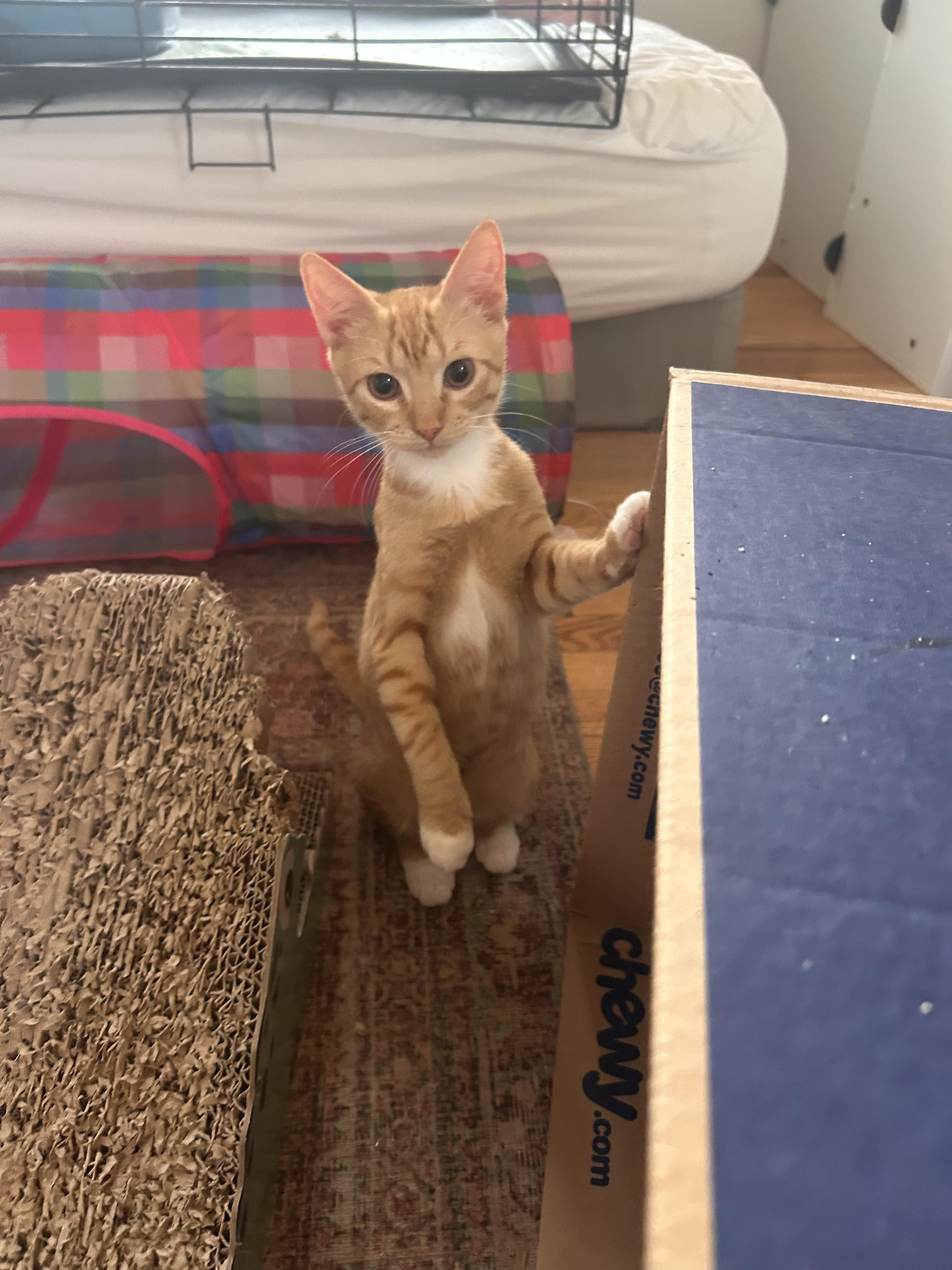 Enlarge Leo and Jerry, a ADOPTABLE Tabby in Wilmington, NC image 3/6