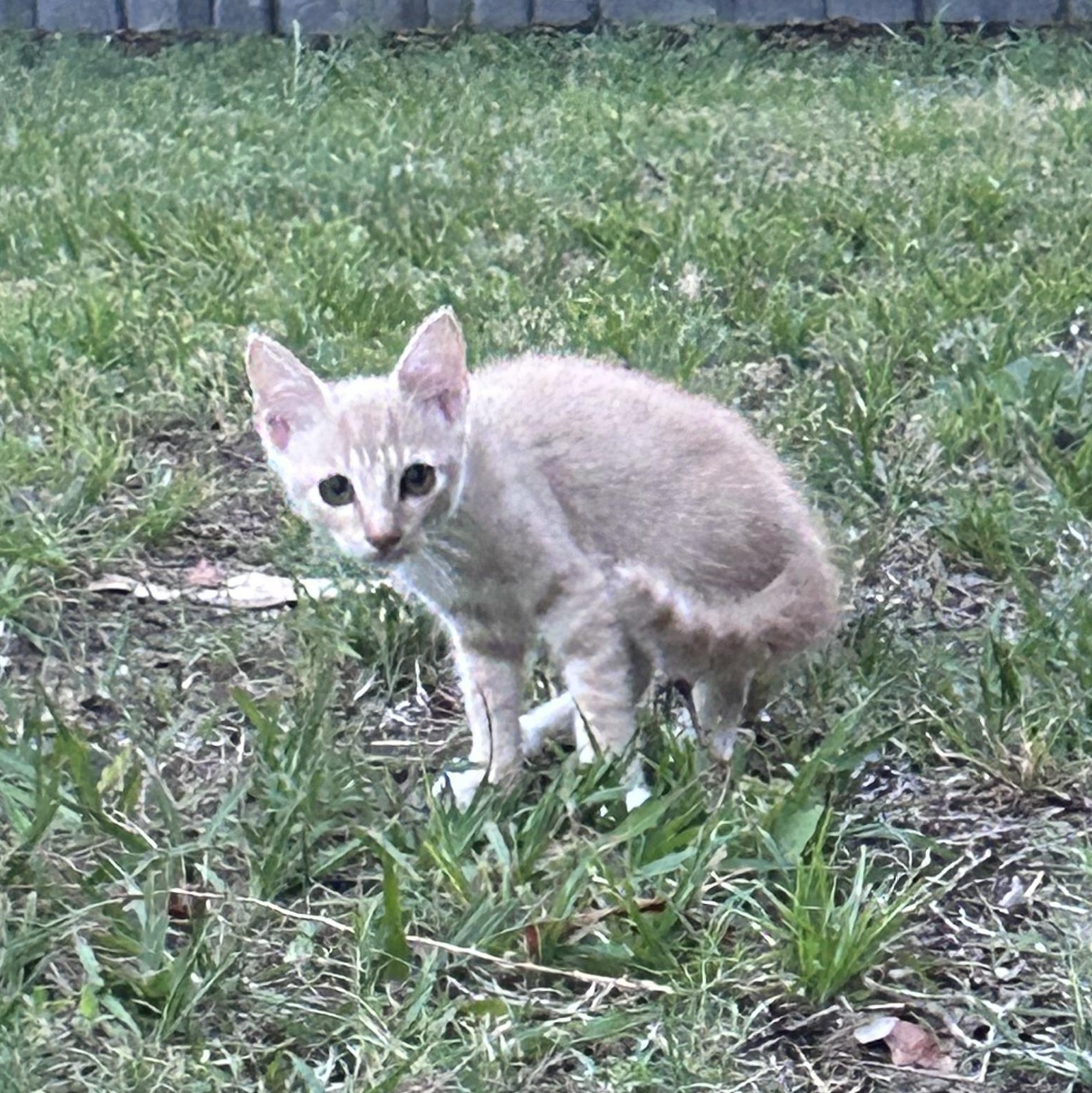 Leo, a ADOPTABLE Tabby in Wilmington, NC image 6/6