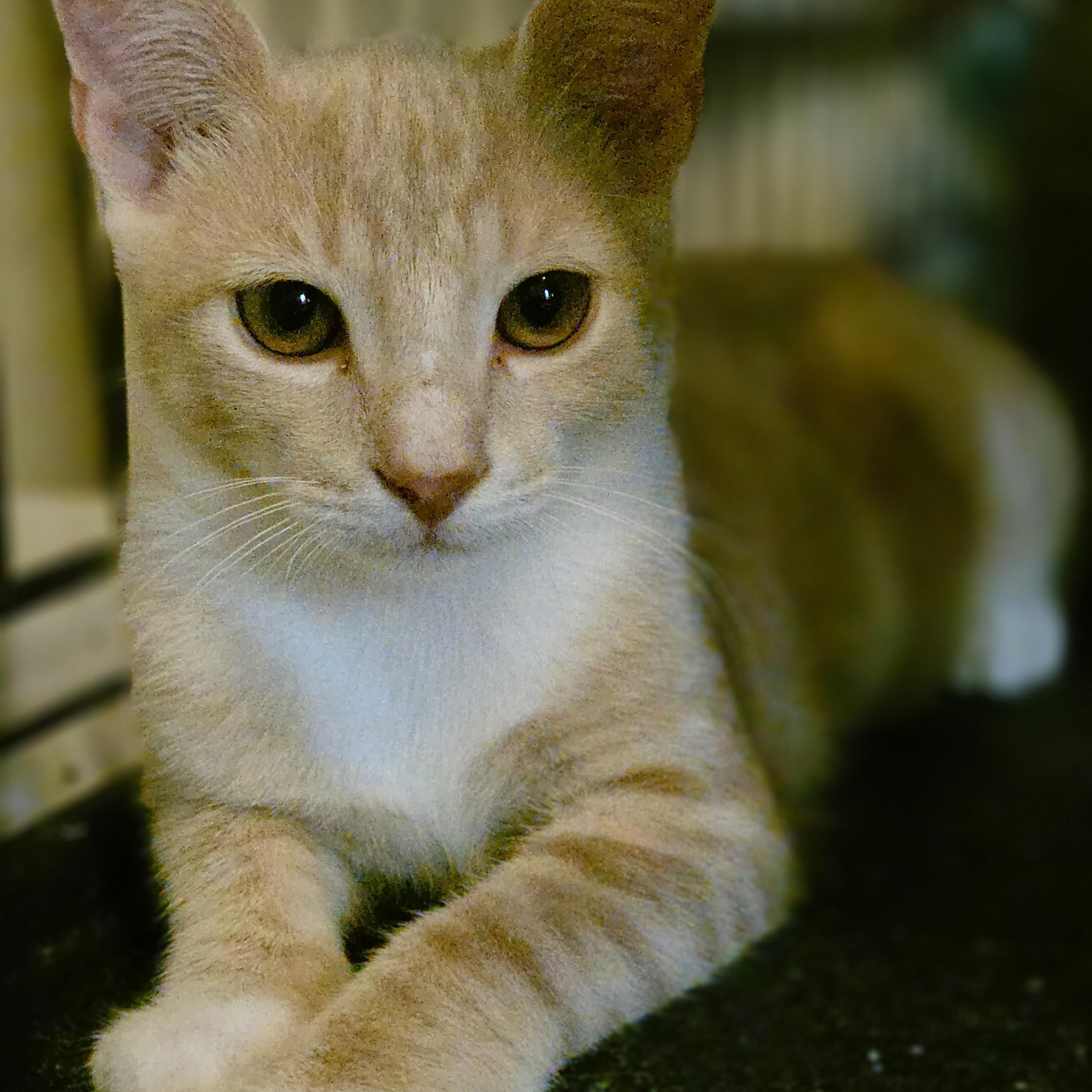 Leo, a ADOPTABLE Tabby in Wilmington, NC image 1/6