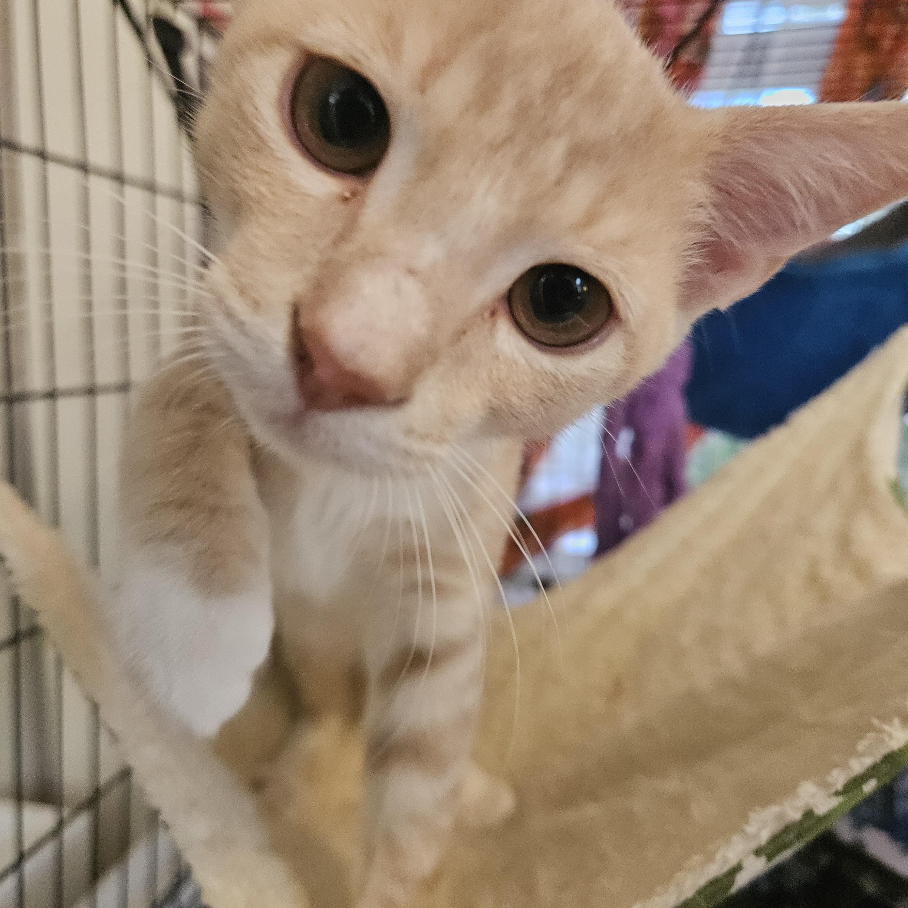 Leo, a ADOPTABLE Tabby in Wilmington, NC image 2/6