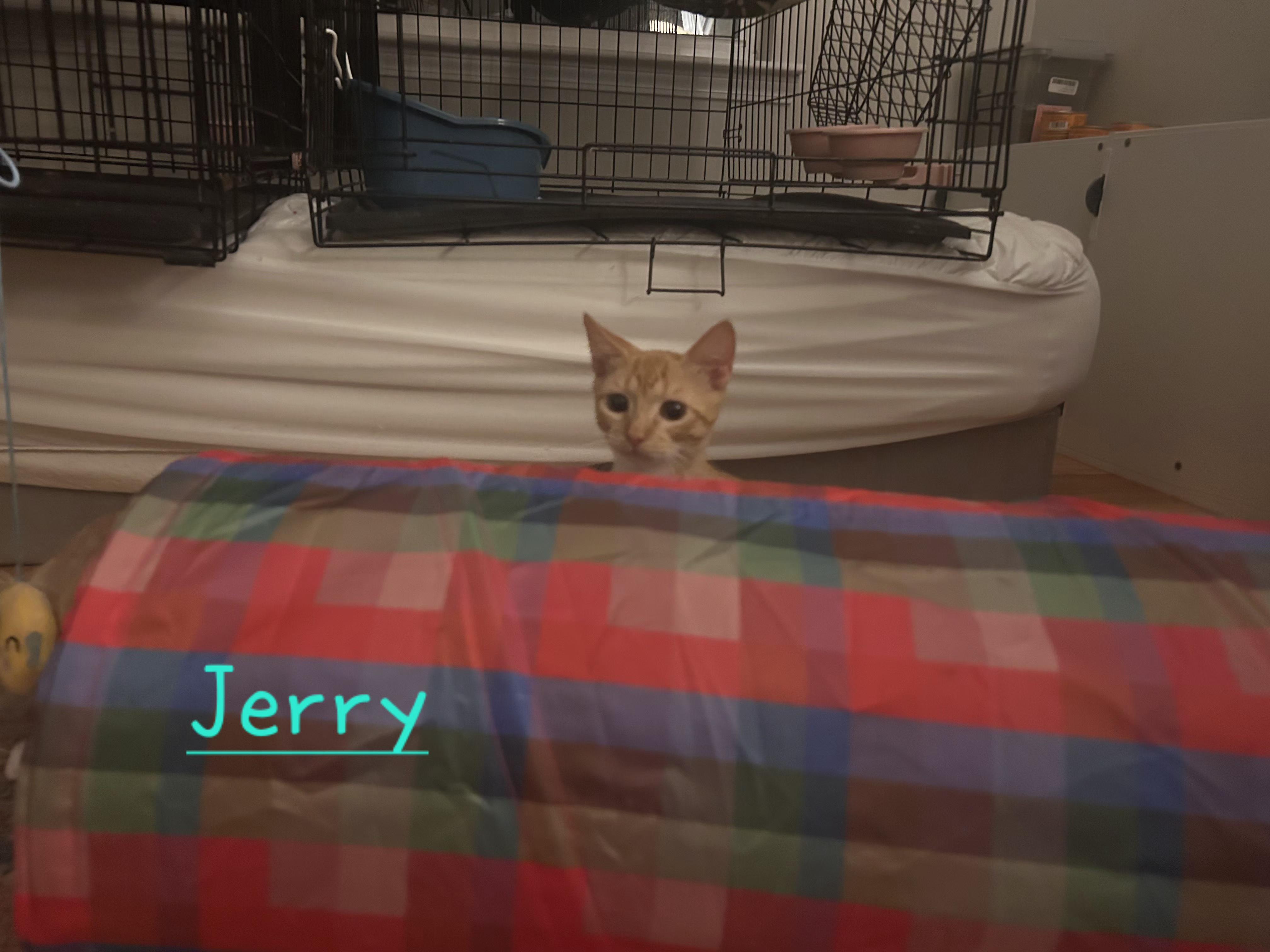 Enlarge Leo and Jerry, a Adoptable Tabby in Wilmington, NC image 6/6