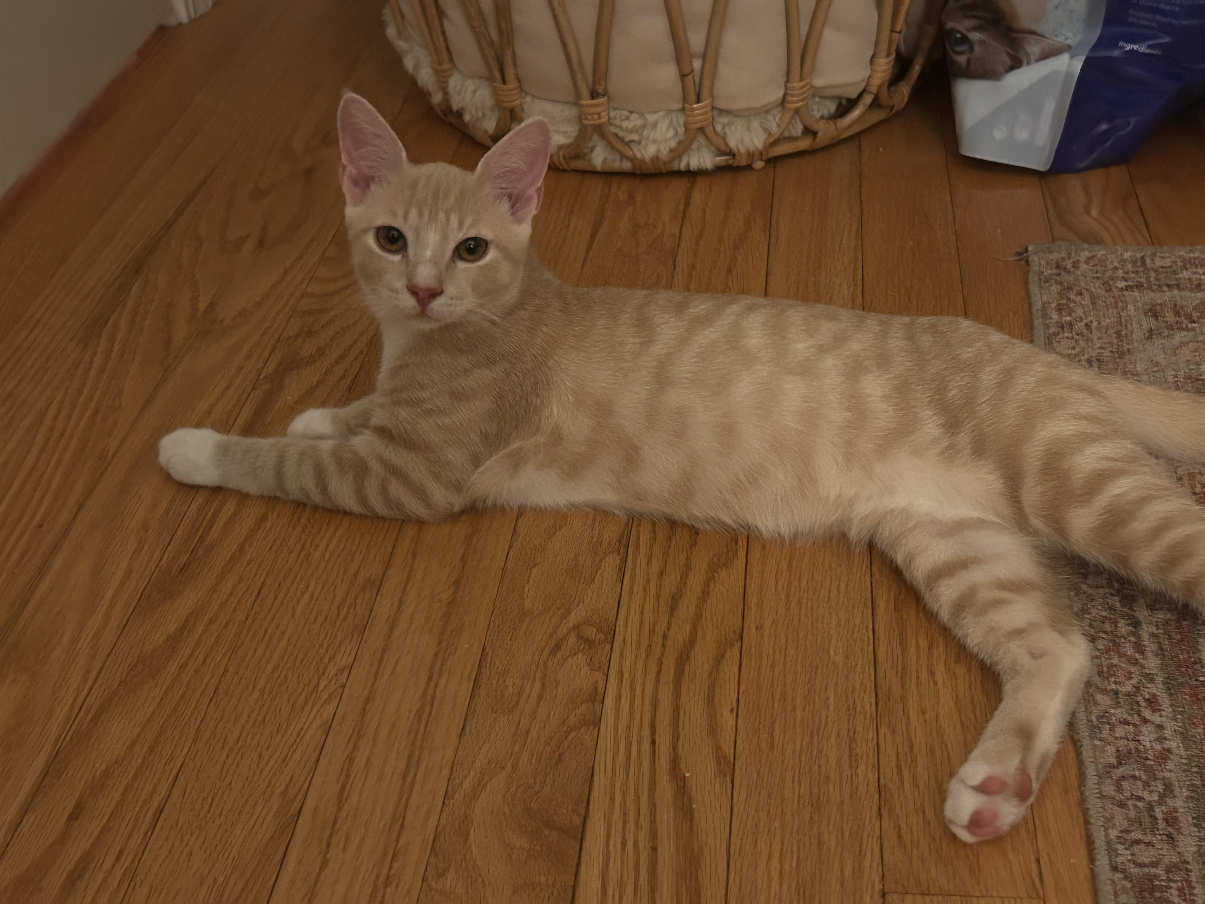 Leo and Jerry, ADOPTABLE, Kitten Male Tabby.