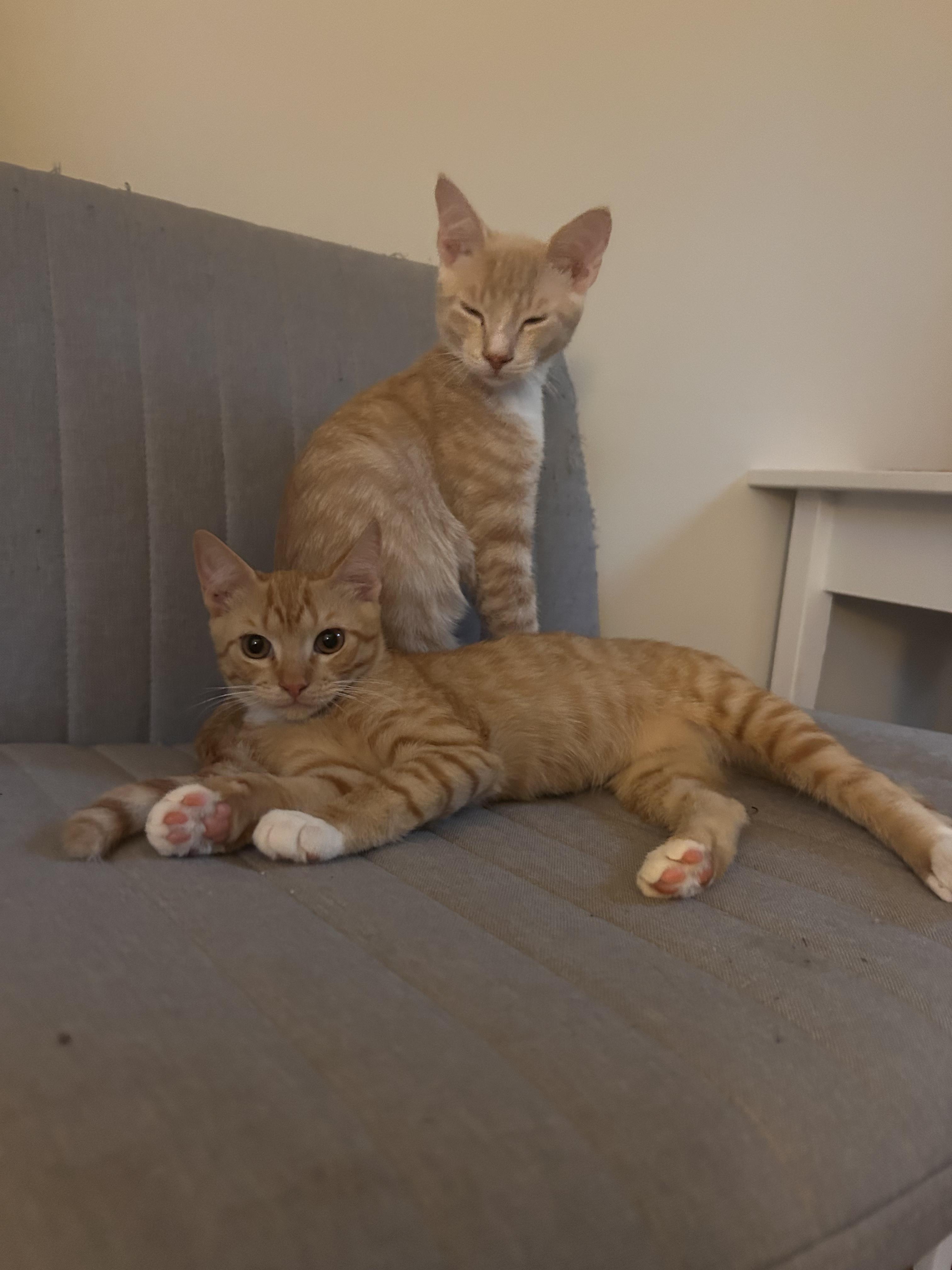 Enlarge Leo and Jerry, a ADOPTABLE Tabby in Wilmington, NC image 2/6