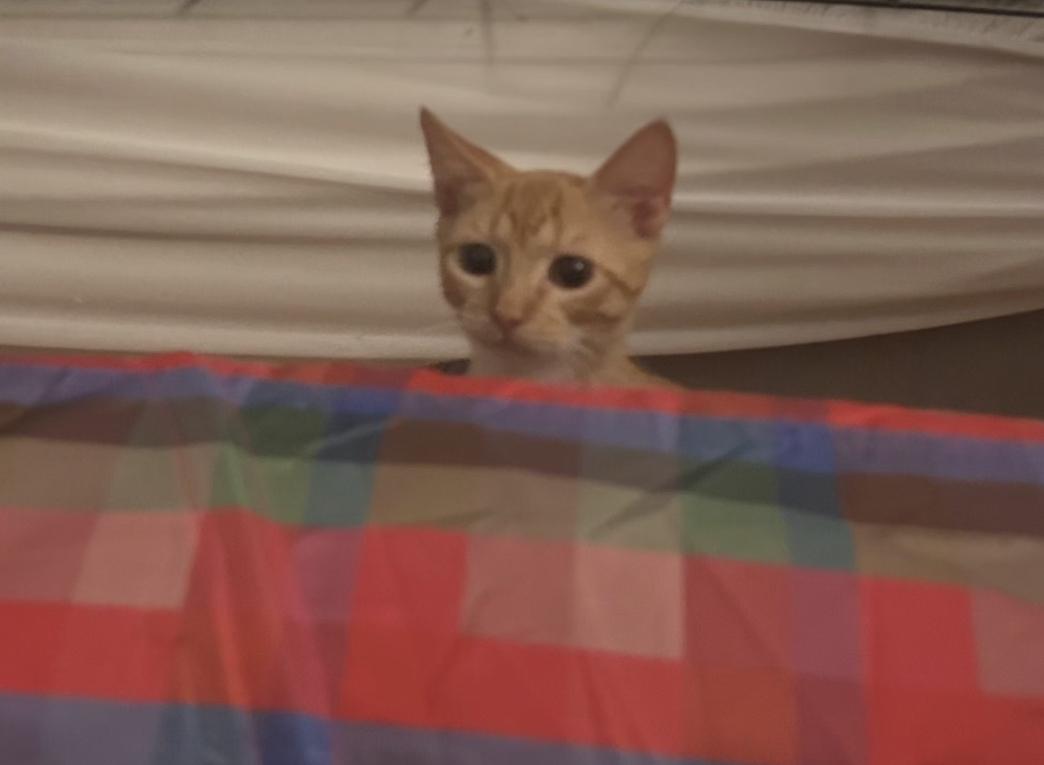 Enlarge Leo and Jerry, a ADOPTABLE Tabby in Wilmington, NC image 5/6