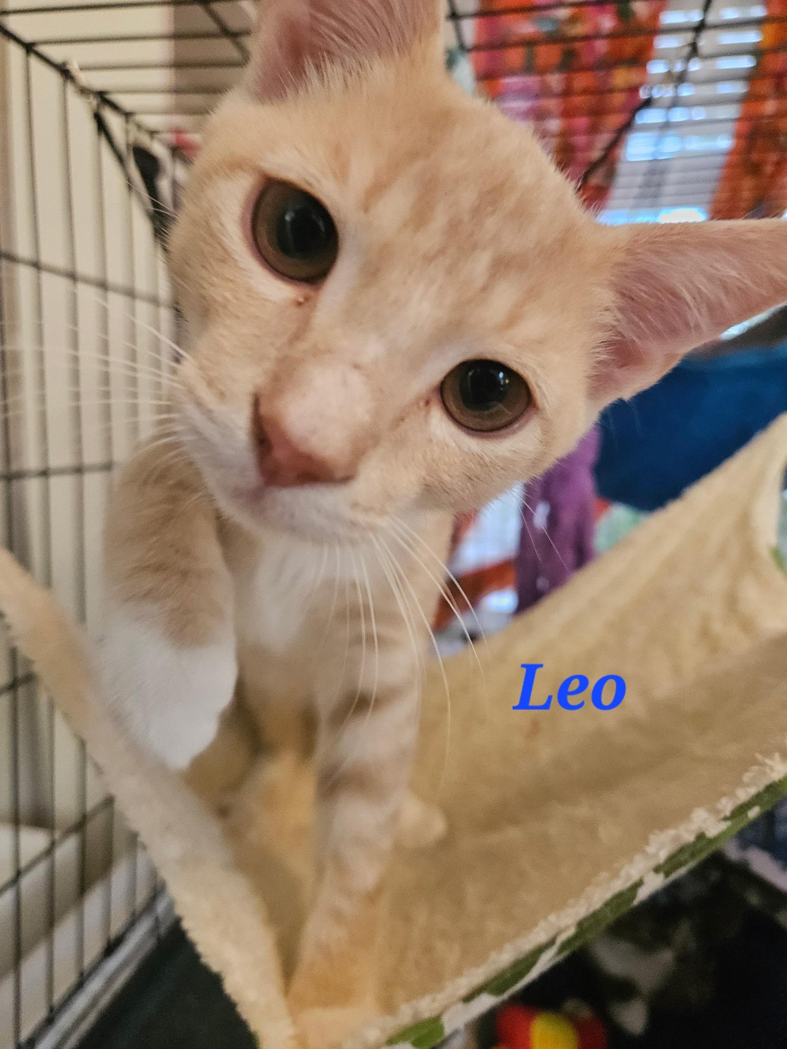 Enlarge Leo and Jerry, a Adoptable Tabby in Wilmington, NC image 5/6