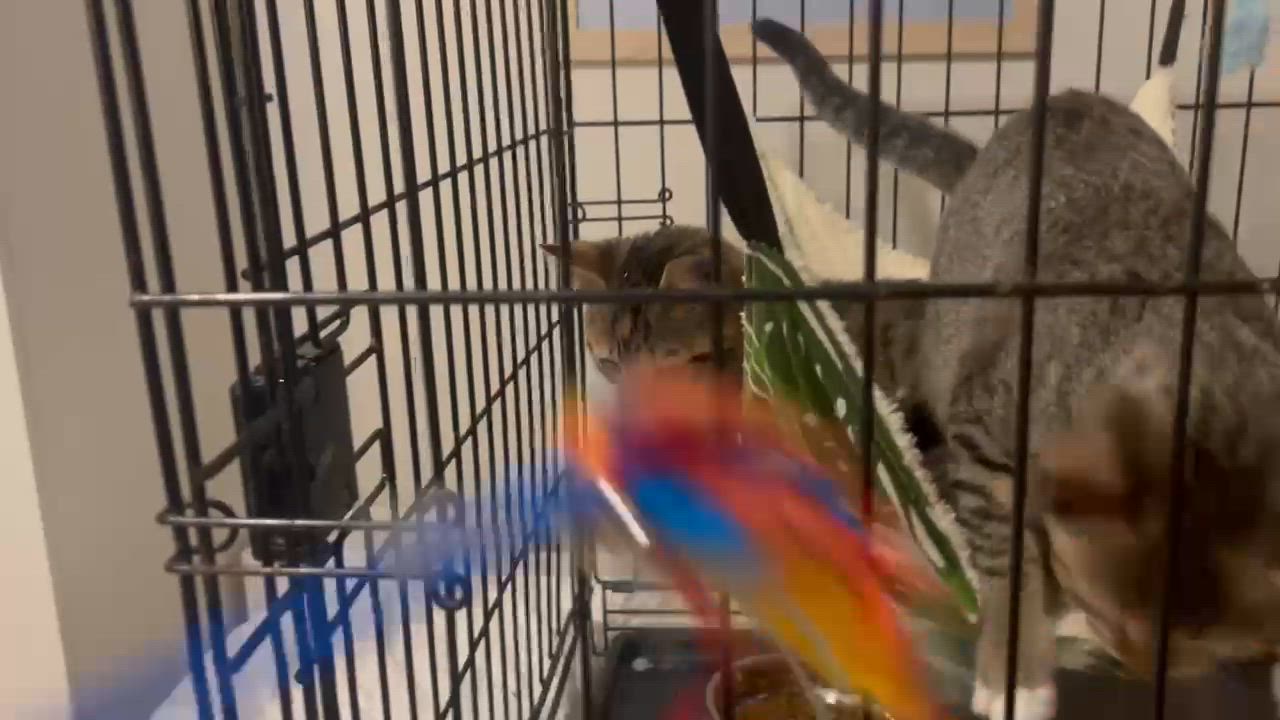 Enlarge Leo, a ADOPTABLE Tabby in Wilmington, NC video 4/6