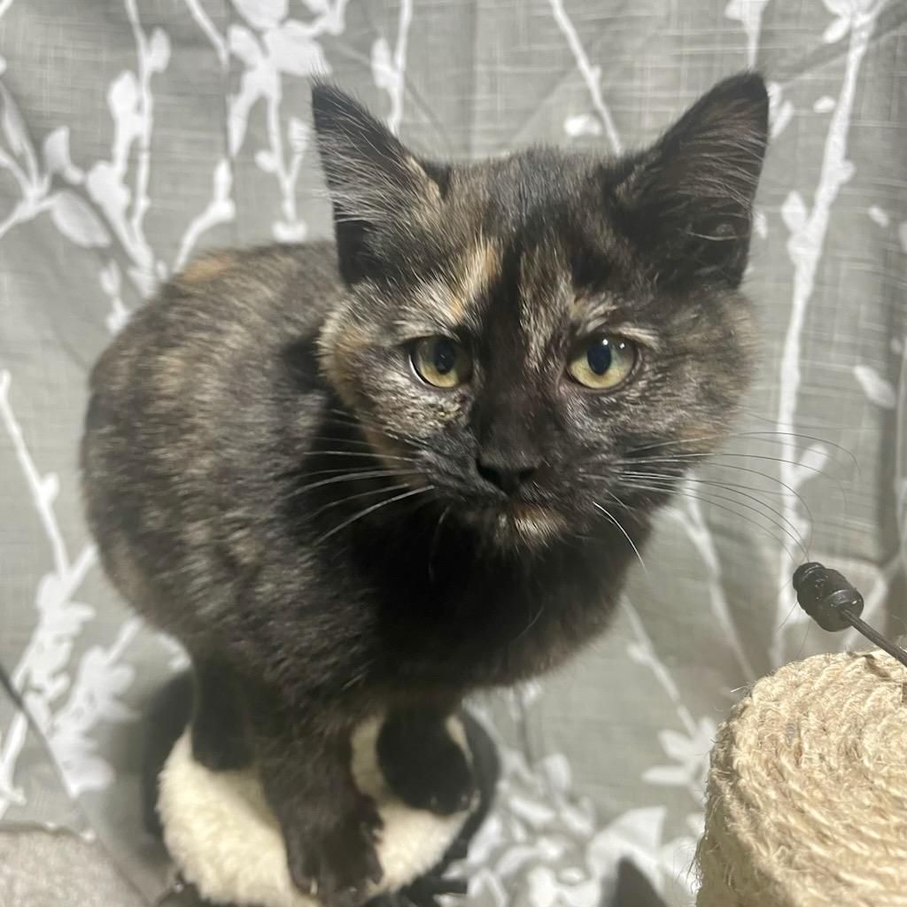 Enlarge Twix, an adopted mixed breed in Benson, MN image 2/3