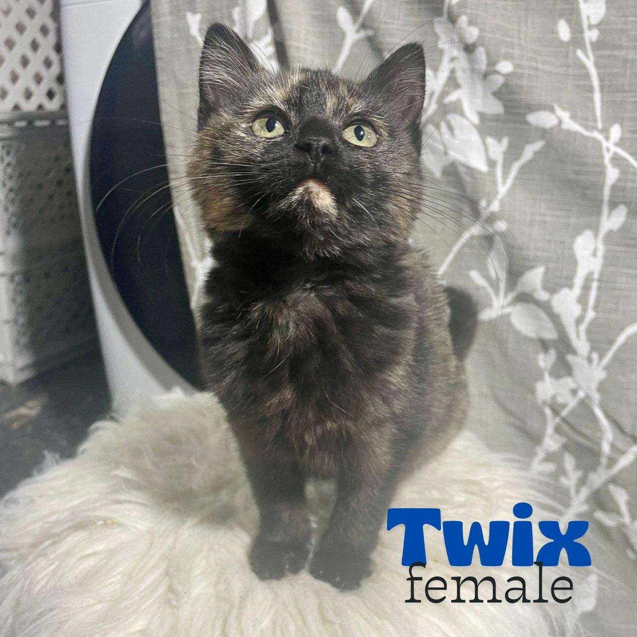 Enlarge Twix, an adopted mixed breed in Benson, MN image 1/3
