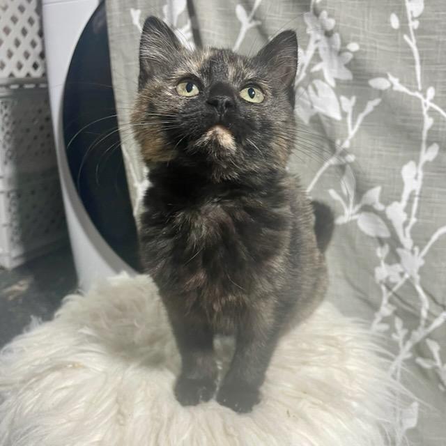 Enlarge Twix, an adopted mixed breed in Benson, MN image 3/3