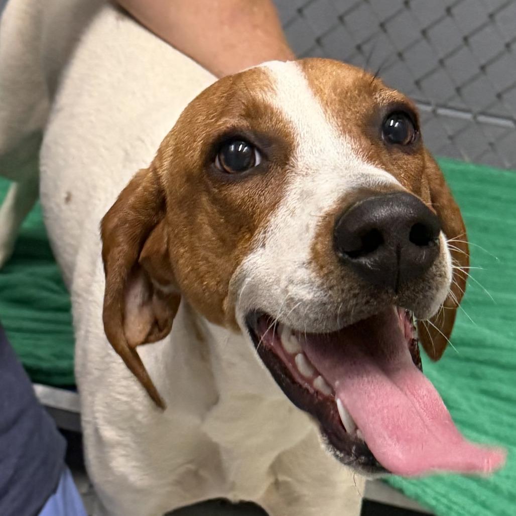 Pollyanna, Adoptable, Young Female Coonhound.