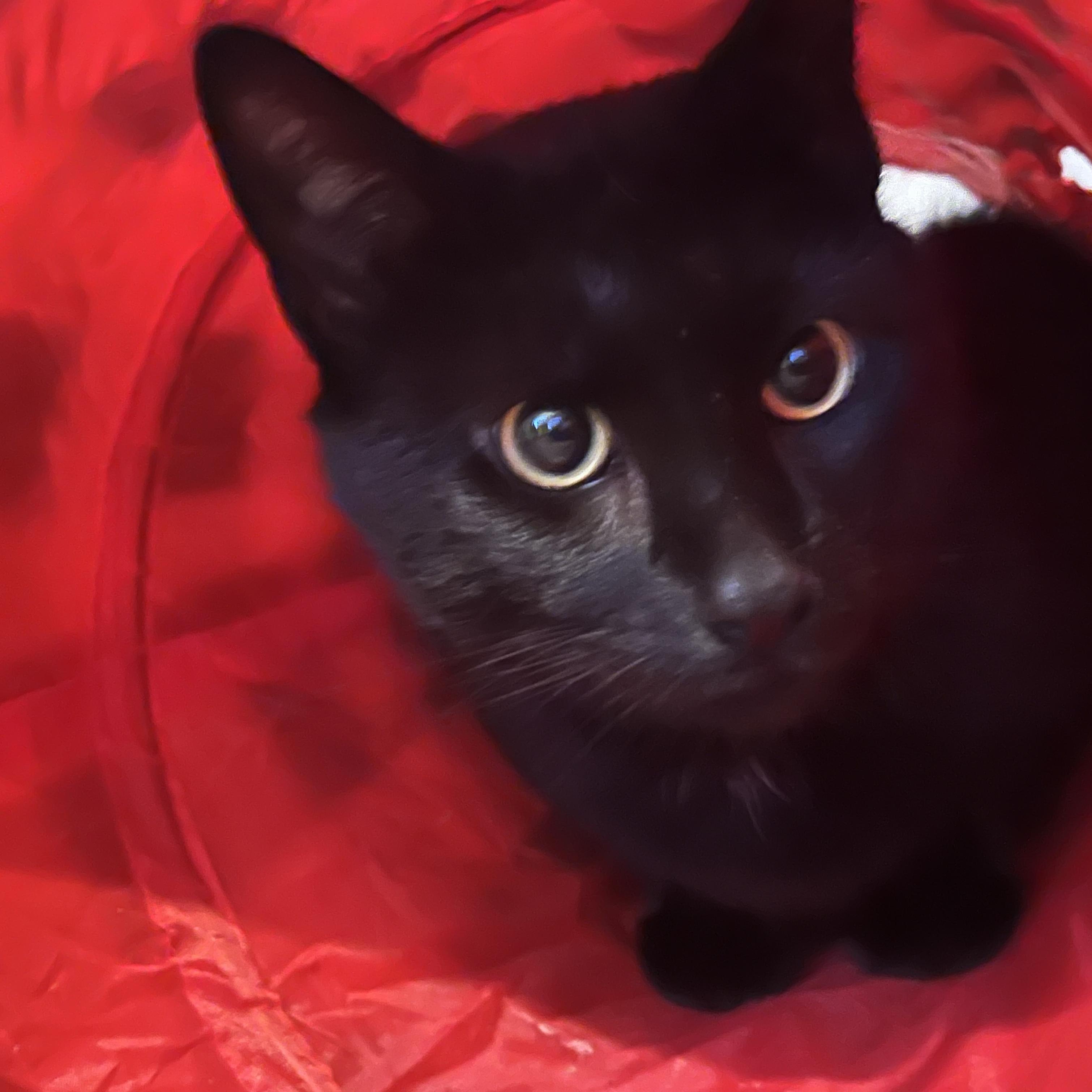 Elvis, adopted, Adult Male Domestic Short Hair.