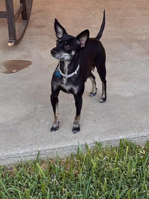 Enlarge HOPE, a Adoptable mixed breed in fort worth, TX image 5/6