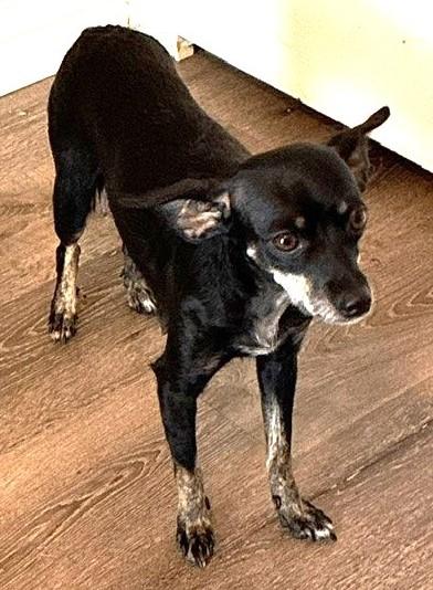 Enlarge HOPE, a Adoptable mixed breed in fort worth, TX image 6/6