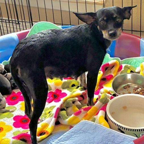 Enlarge HOPE, a Adoptable mixed breed in fort worth, TX image 4/6