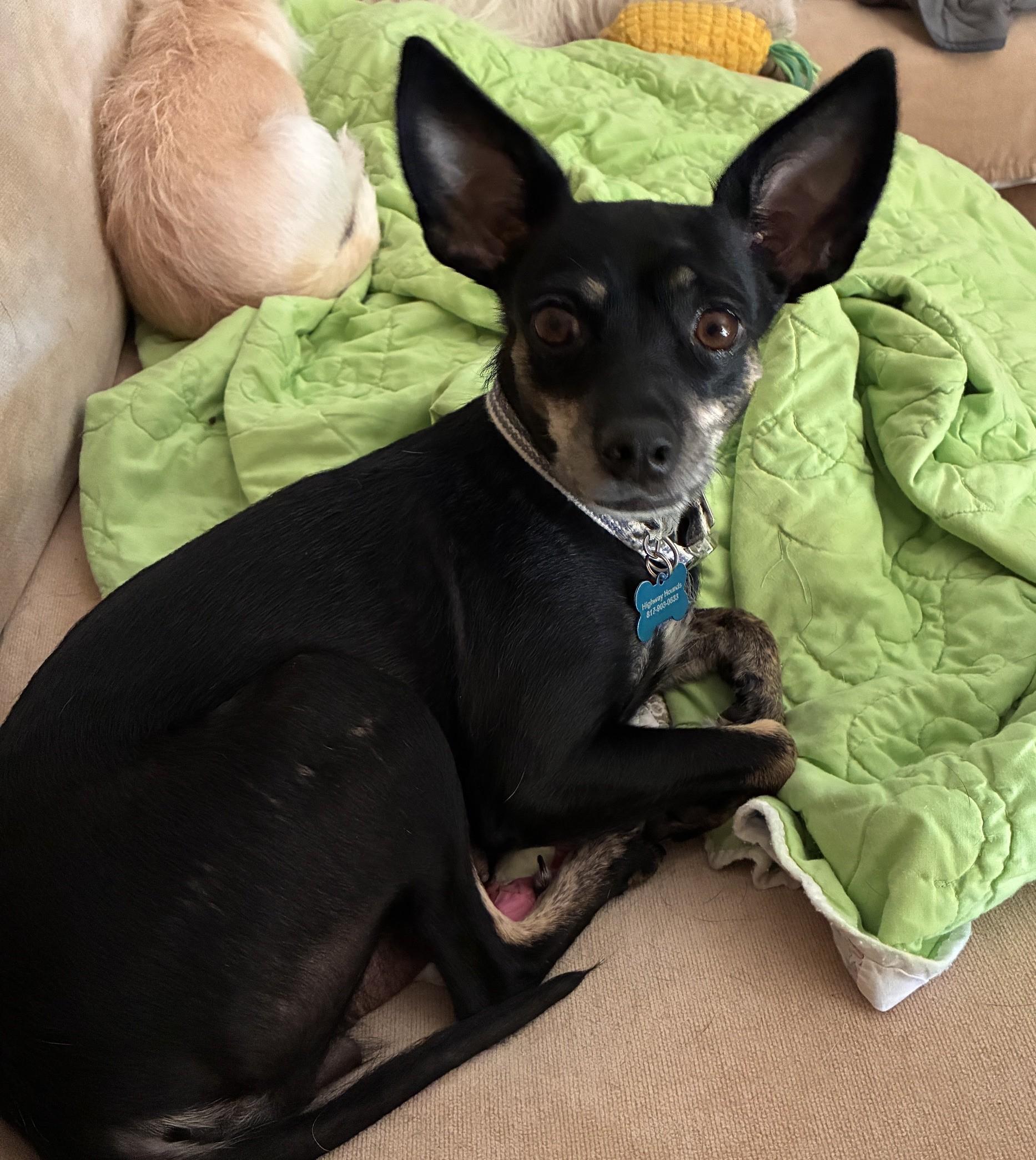 Enlarge HOPE, a Adoptable mixed breed in fort worth, TX image 1/6
