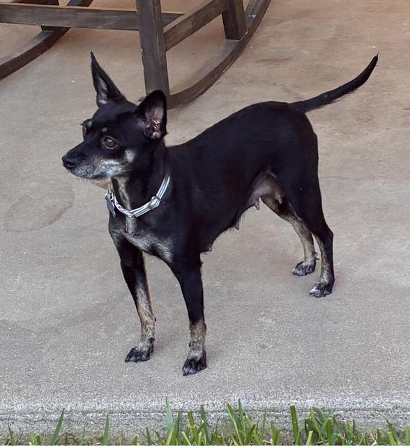 Enlarge HOPE, a Adoptable mixed breed in fort worth, TX image 3/6