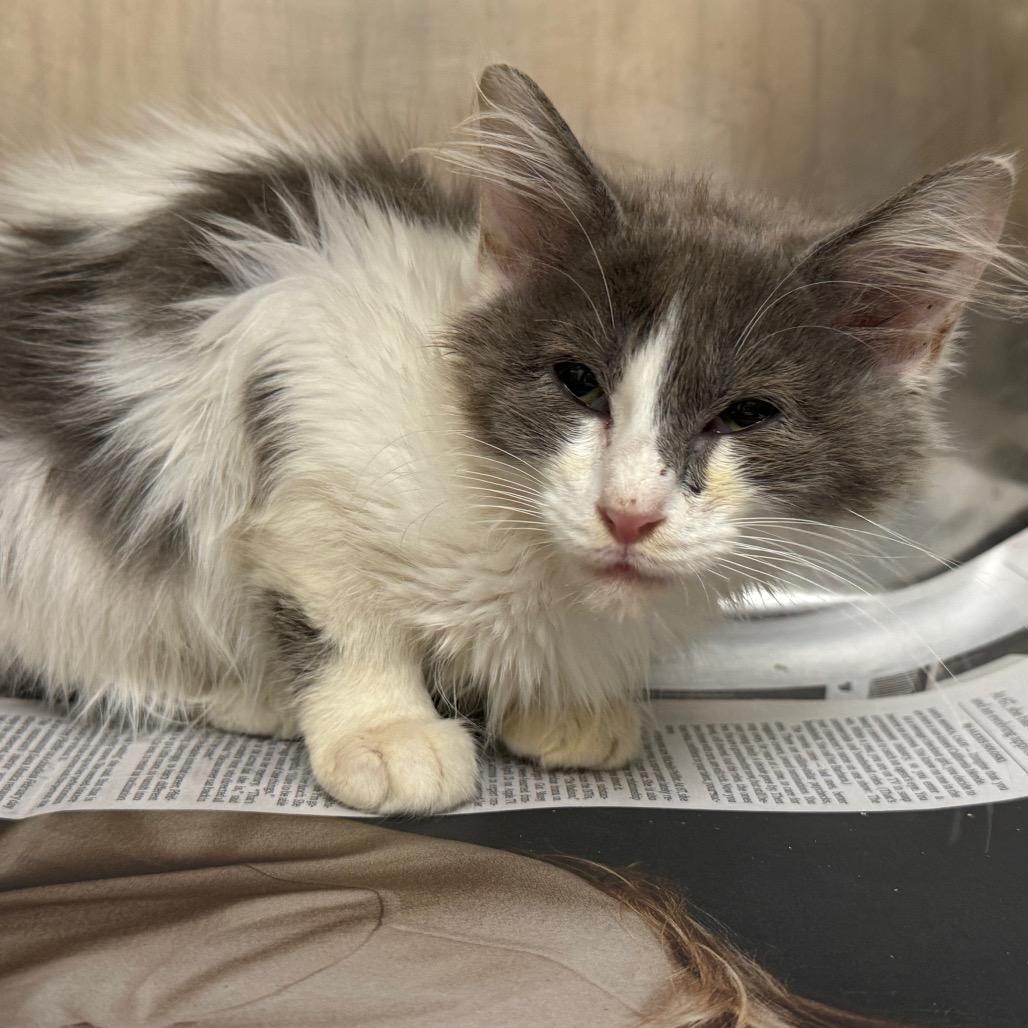 Eden, Adoptable, Kitten Female Domestic Short Hair.