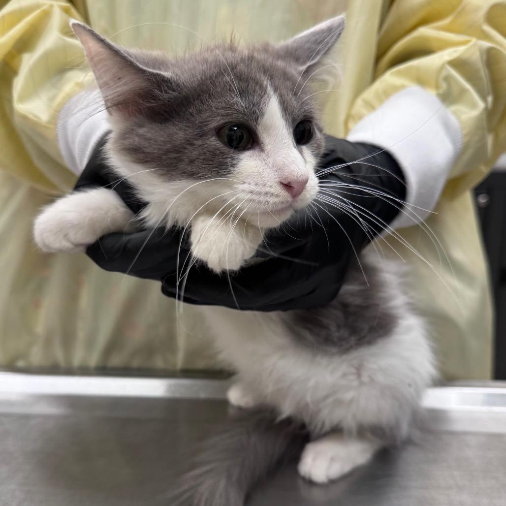 Eden, a Adoptable Domestic Short Hair in Winston-Salem, NC image 2/5