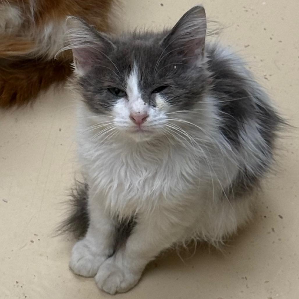 Eden, a Adoptable Domestic Short Hair in Winston-Salem, NC image 3/5