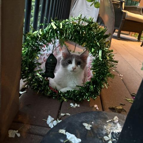 Eden, a Adoptable Domestic Short Hair in Winston-Salem, NC image 5/5