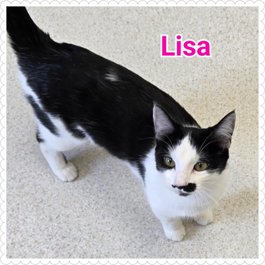 Enlarge Lisa, a Adoptable mixed breed in North Saint Paul, MN image 3/4