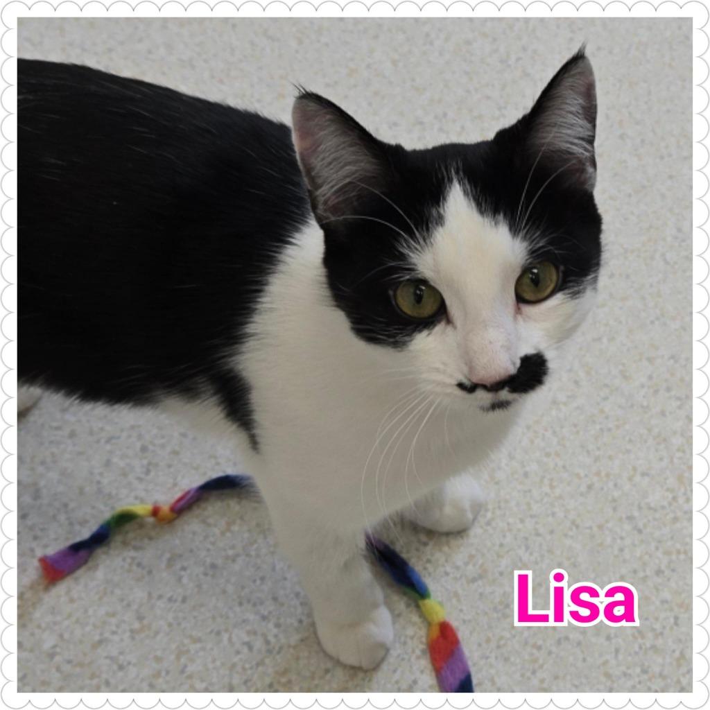 Enlarge Lisa, a Adoptable mixed breed in North Saint Paul, MN image 4/4