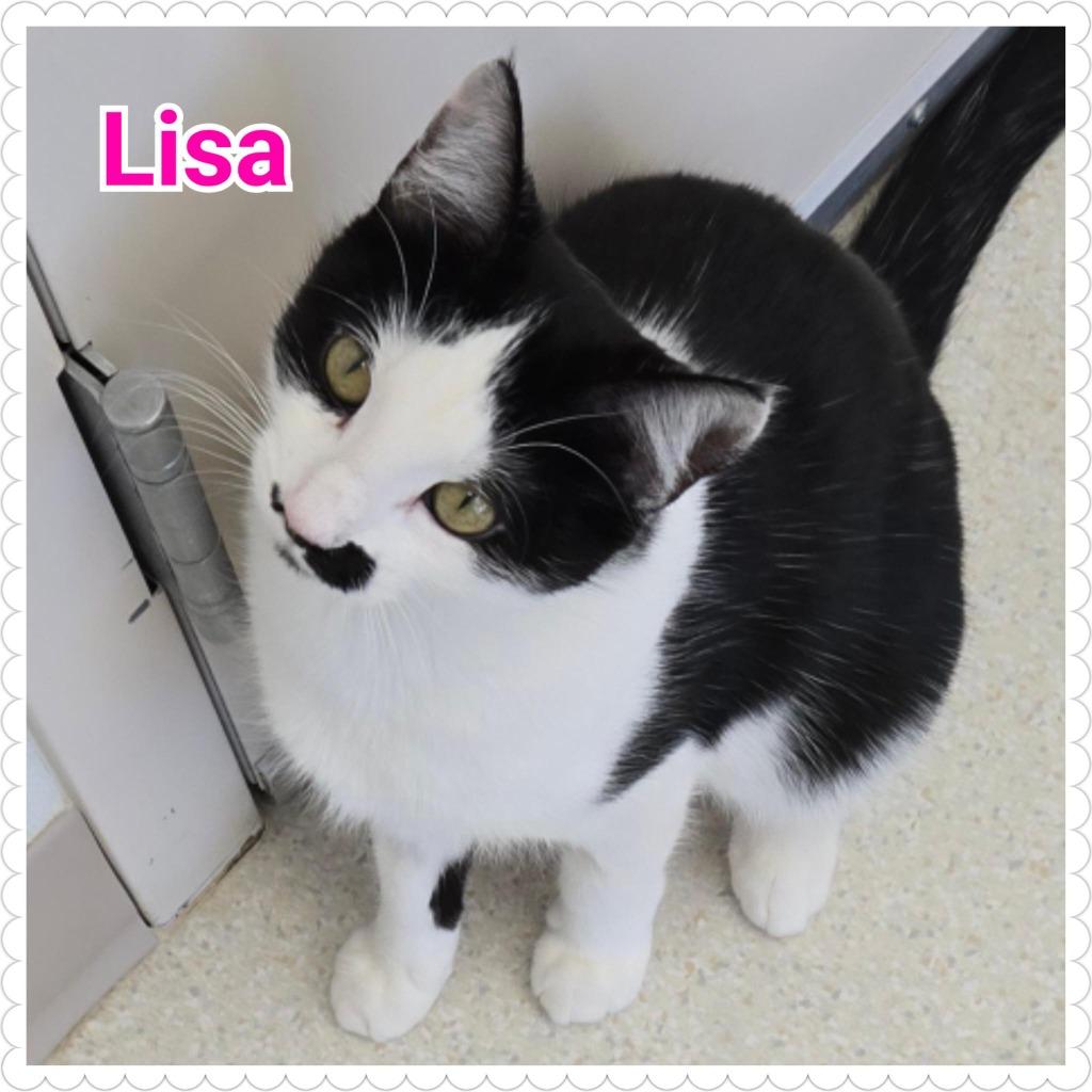 Enlarge Lisa, a Adoptable mixed breed in North Saint Paul, MN image 2/4